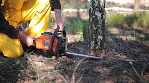 Best Tree Disease Treatment  in Altoona, PA