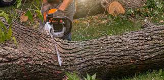  Altoona, PA Tree Services Pros