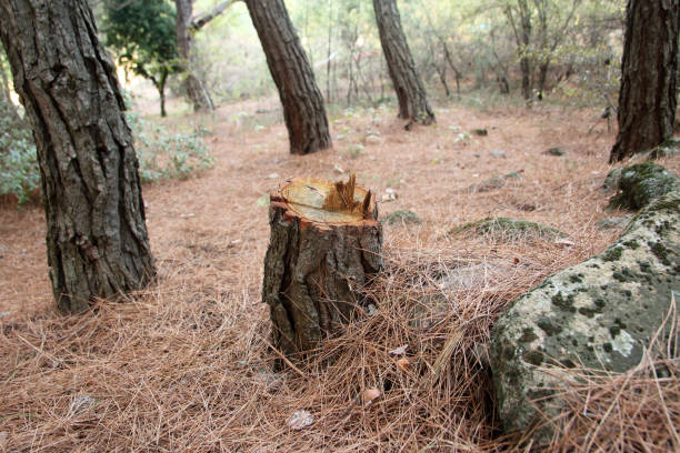 How Our Tree Care Process Works  in  Altoona, PA