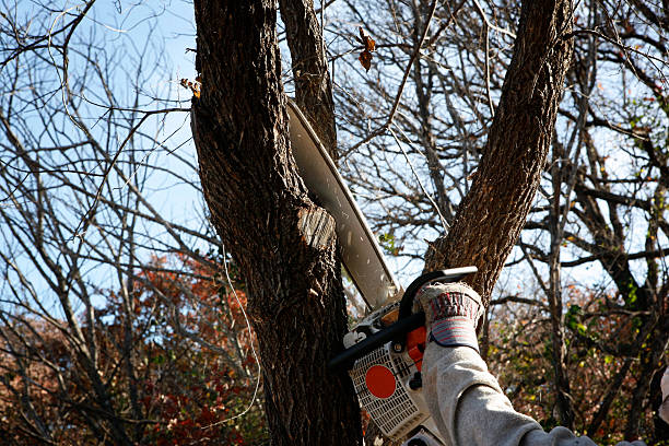 Best Leaf Removal  in Altoona, PA