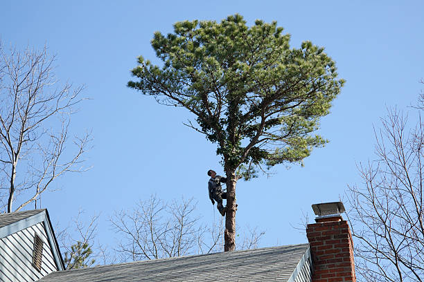 Best Fruit Tree Pruning  in Altoona, PA